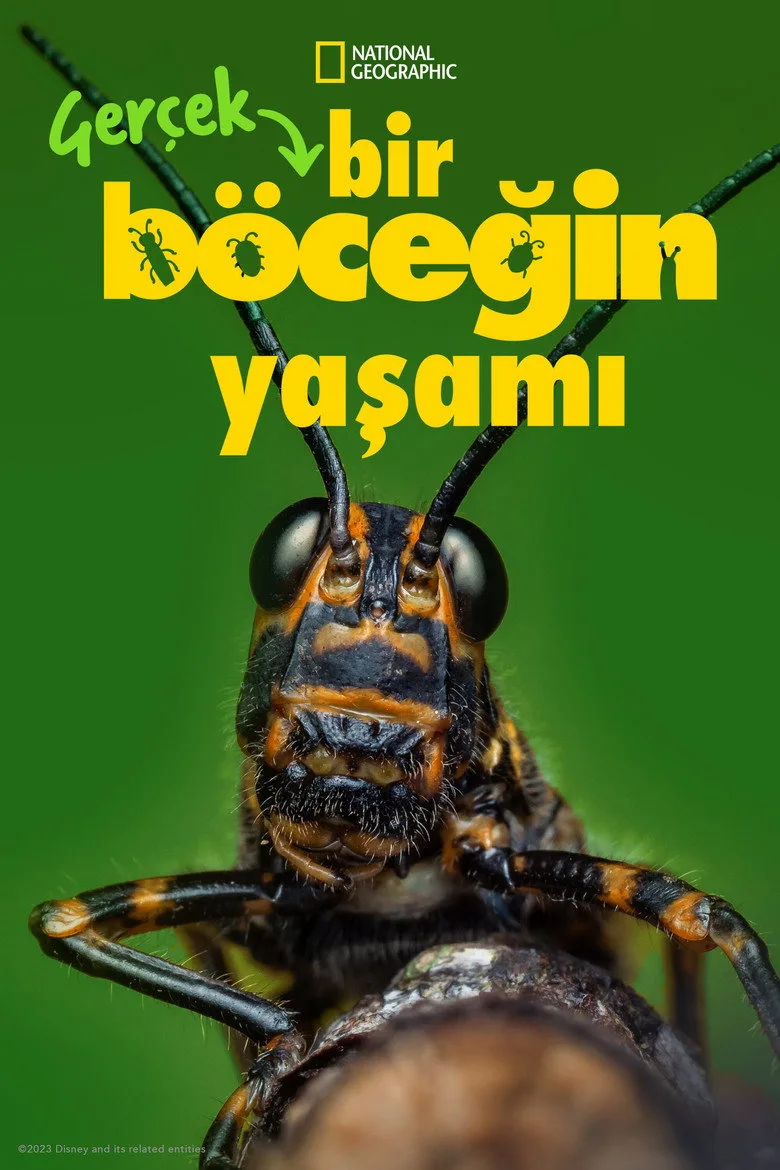 Watch Gerçek Bir Böceğin Yaşamı Dizi